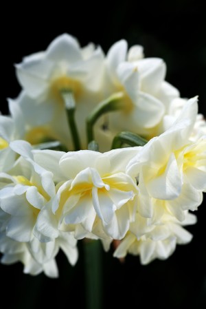 Jonquil Flower Ring